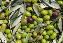 Types of olives for olive oil: Varieties, differences, and characteristics