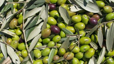 Types of olives for olive oil: Varieties, differences, and characteristics