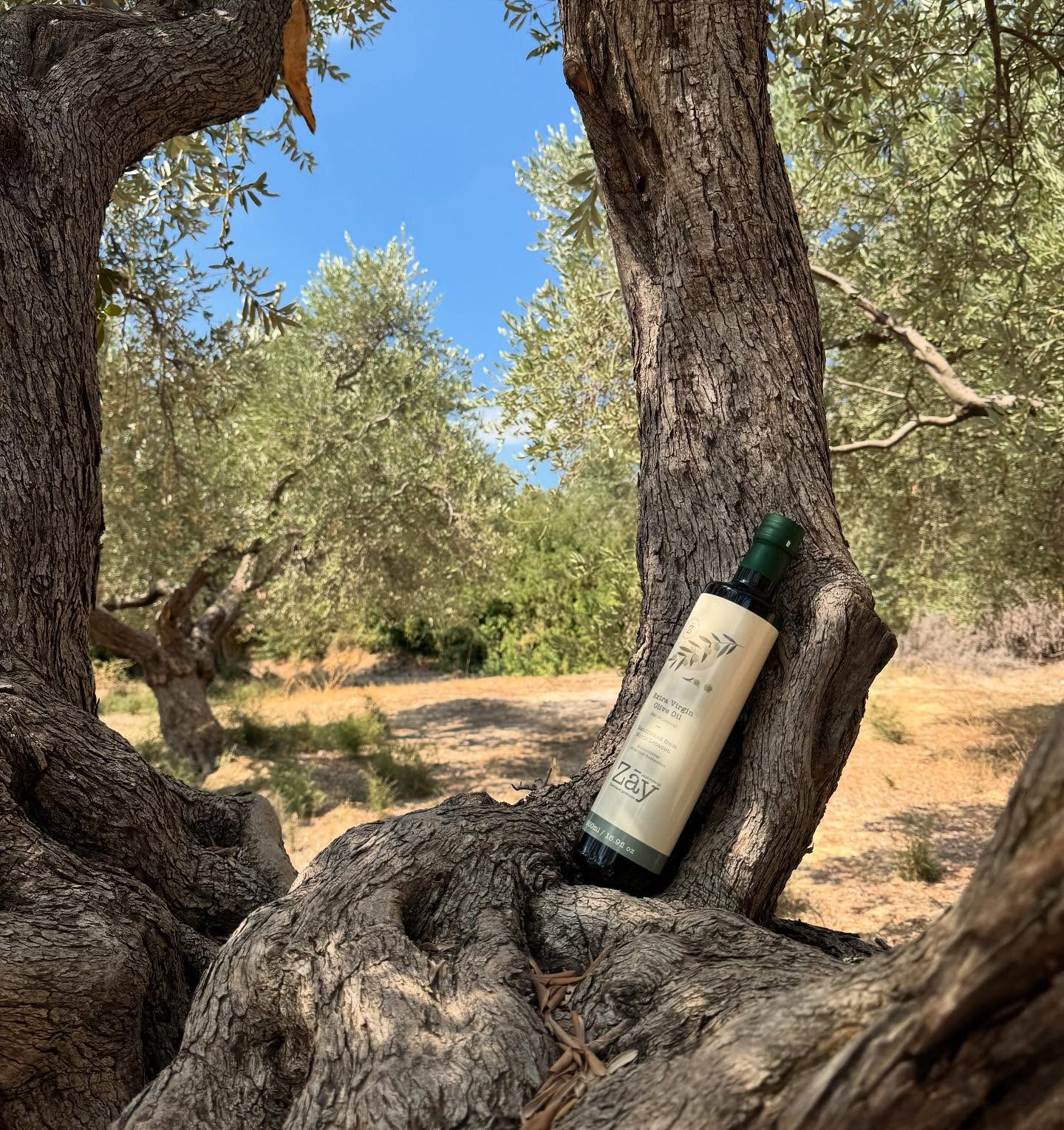 ZAY Olive Oil
