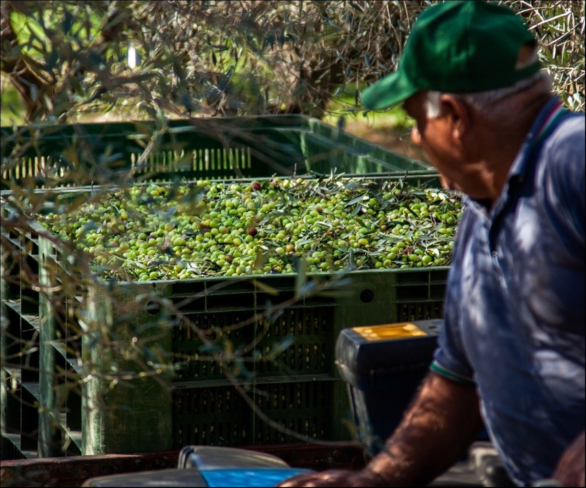 Olive Oil harvest work
