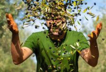 RHEOS: An inheritance written in olive trees