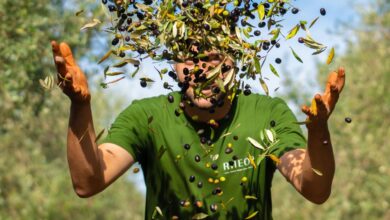 RHEOS: An inheritance written in olive trees