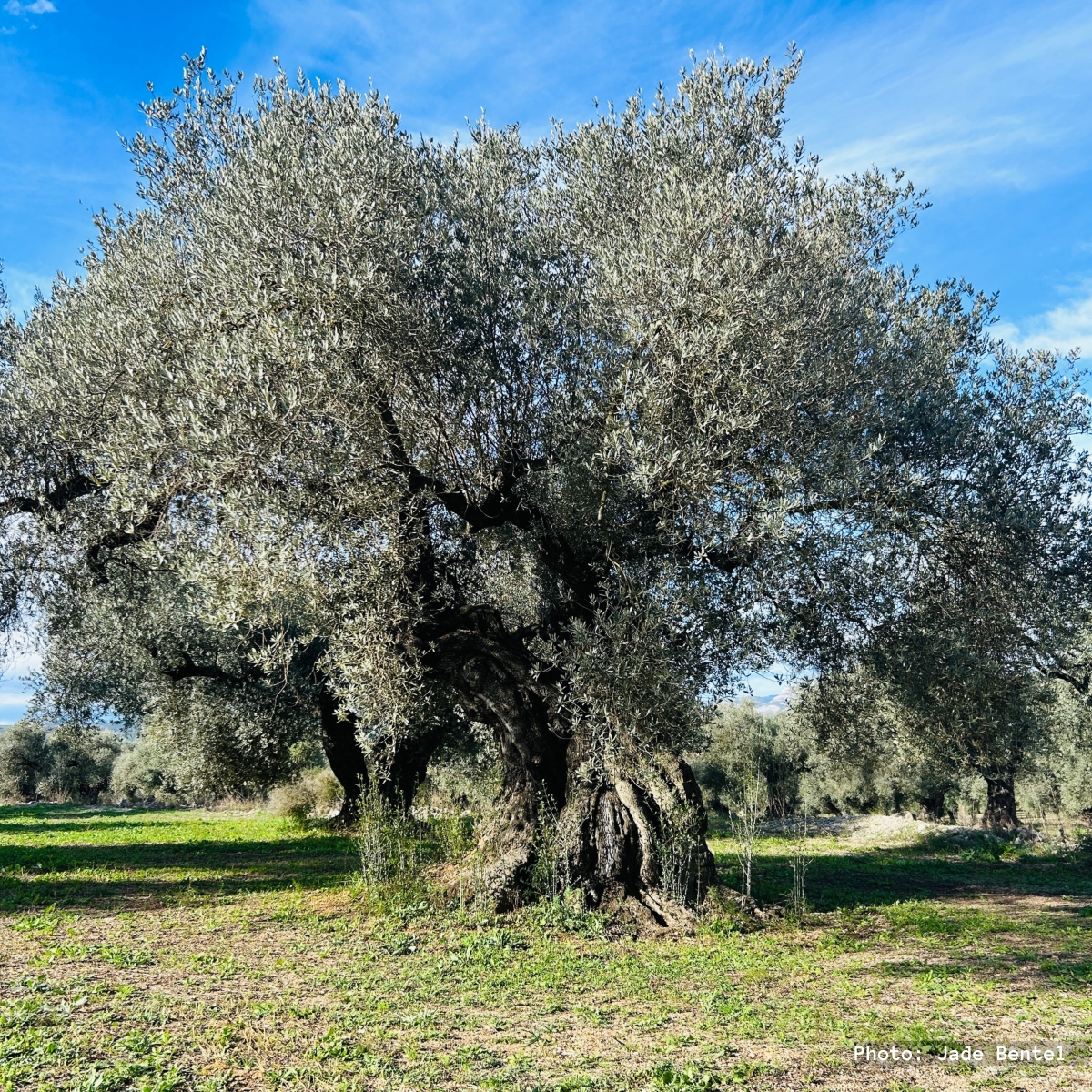 The Olive Grove