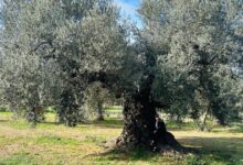 The Olive Grove