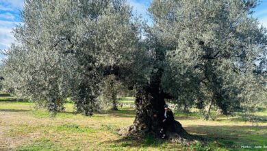 The Olive Grove