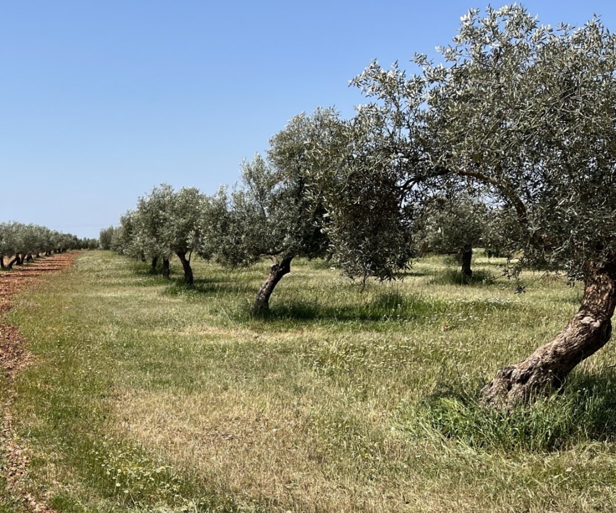 Habitat Aove Farm