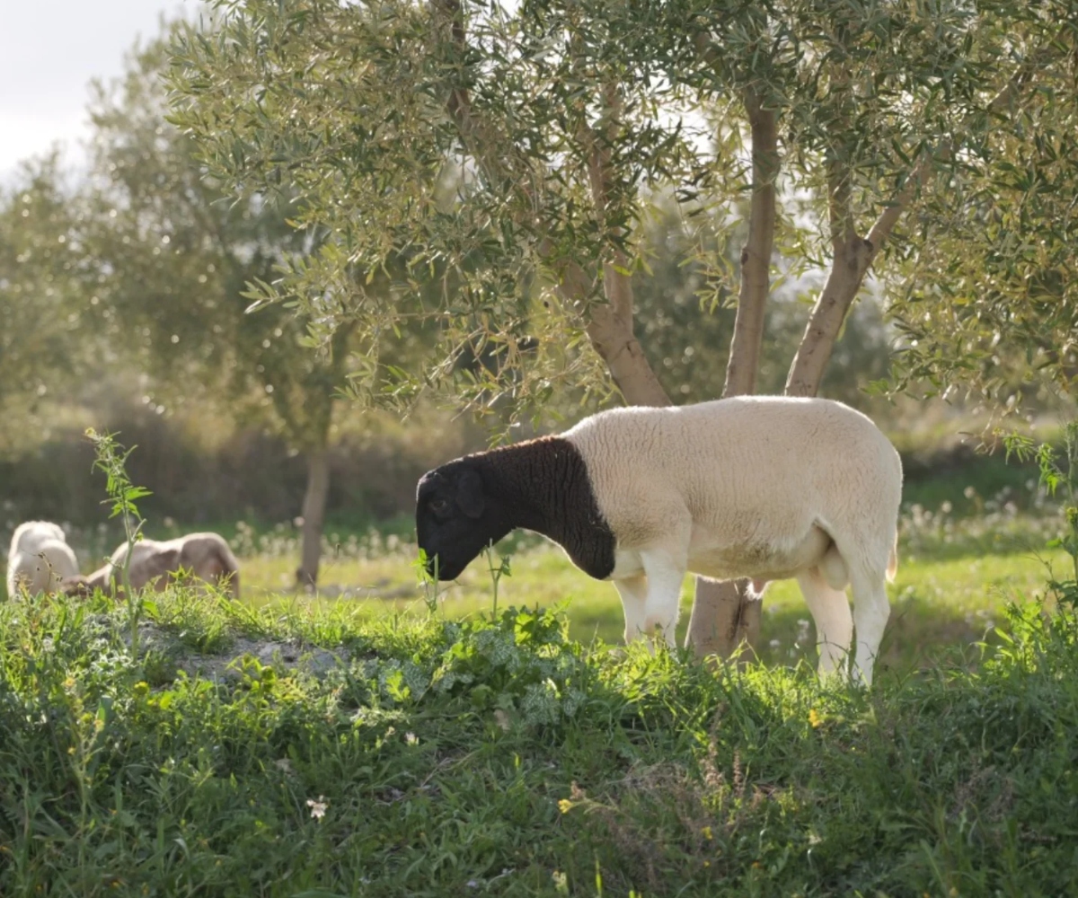 Habitat Aove Farm
