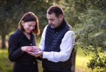 Lozano Červenka: An Olive Oil born from a Spanish-Czech love story