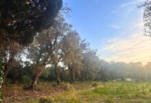 The Island of Olive Trees