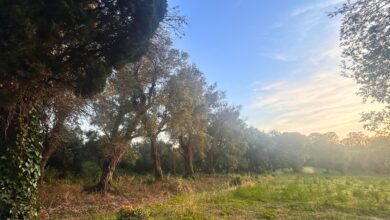 The Island of Olive Trees