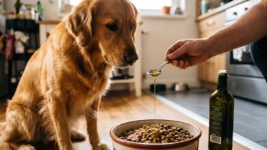 Olive oil for a dog's skin and coat: does it help?